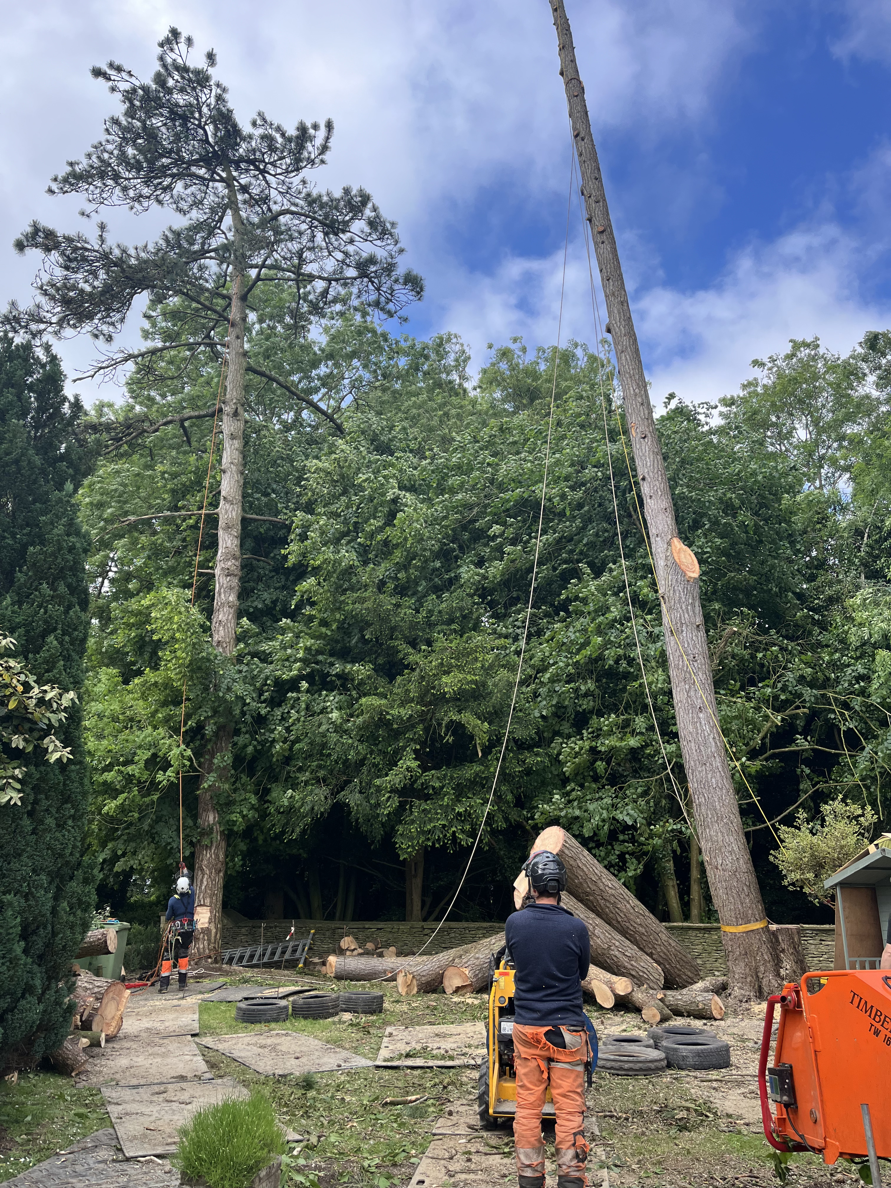 Person in tree Image