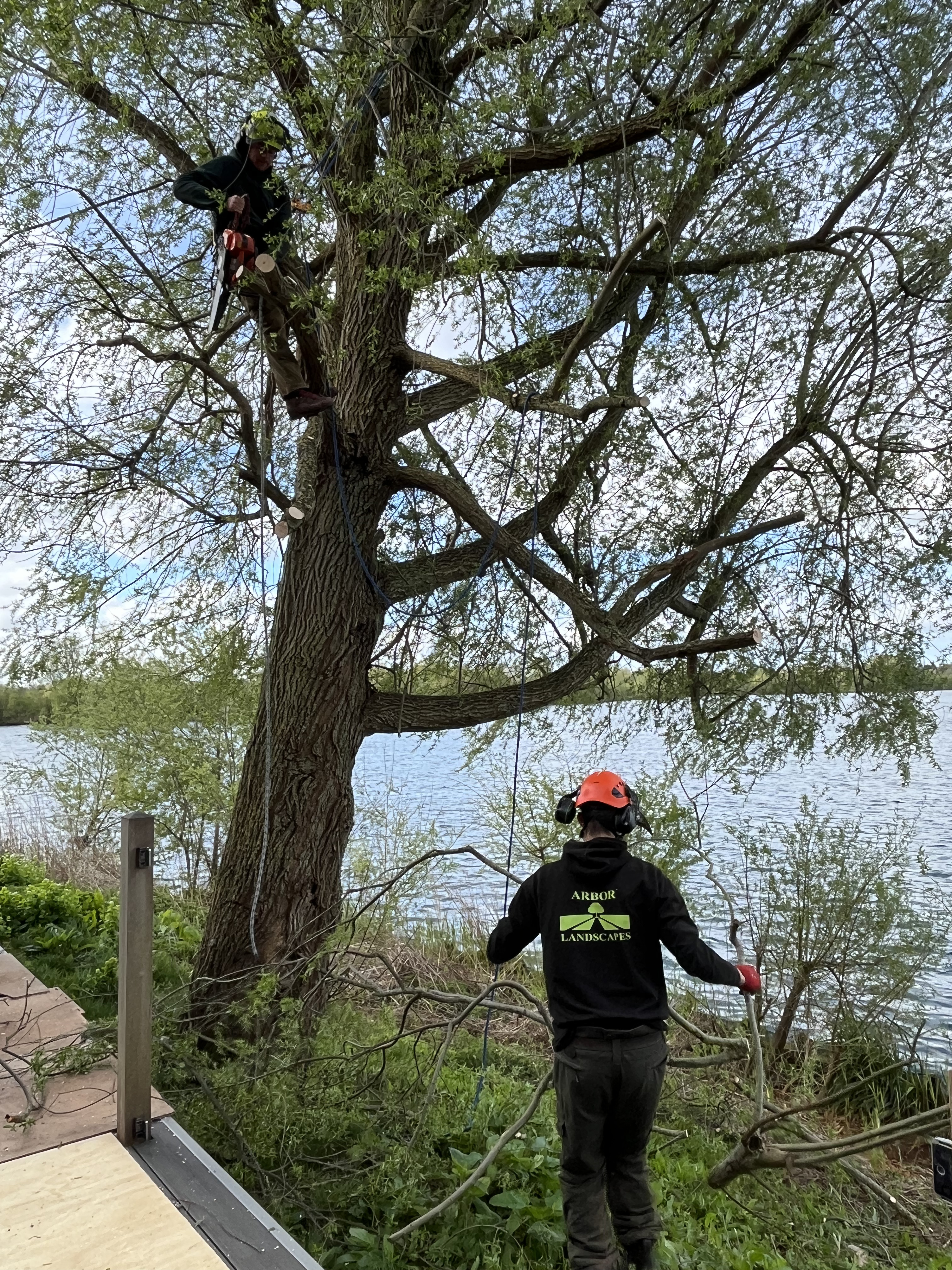 Tree Image