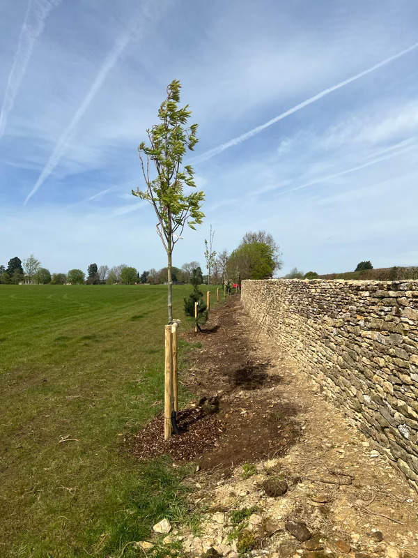 Trees Image
